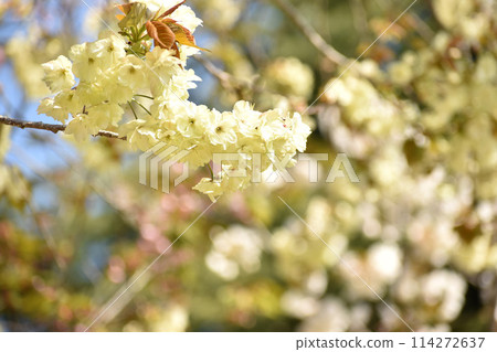 Yellow-green cherry blossoms - Ukin Yellow-green cherry blossoms - Ukin 114272637