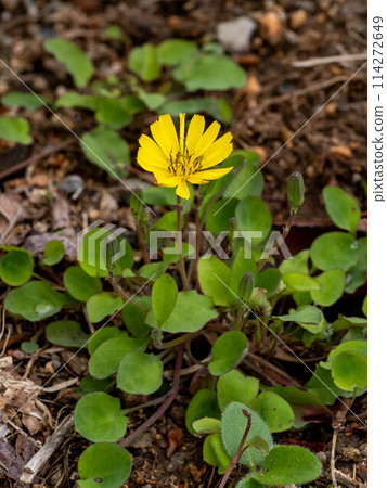Ixeris lon莖花 Ixeris lon莖花 114272649