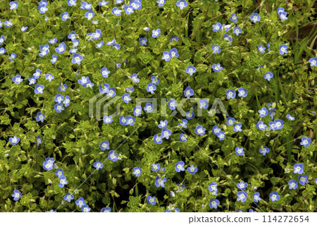 small blue dogfly flower small blue dogfly flower 114272654