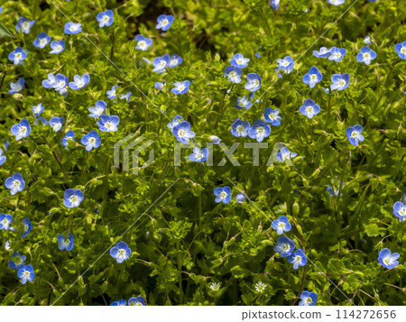 小藍蜻蜓花 小藍蜻蜓花 114272656