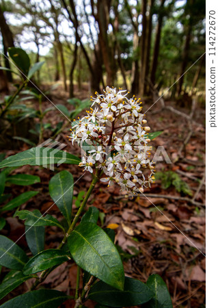 Iris officinalis flowers growing in the forest 114272670