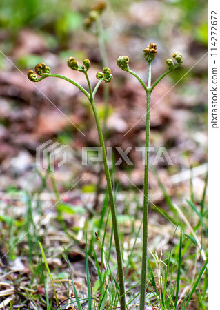Bracken, a wild plant that grows in the mountains 114272672
