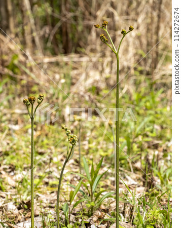 Bracken, a wild plant that grows in the mountains 114272674