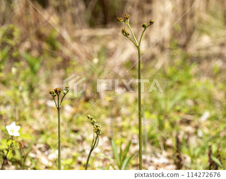 Bracken, a wild plant that grows in the mountains Bracken, a wild plant that grows in the mountains 114272676