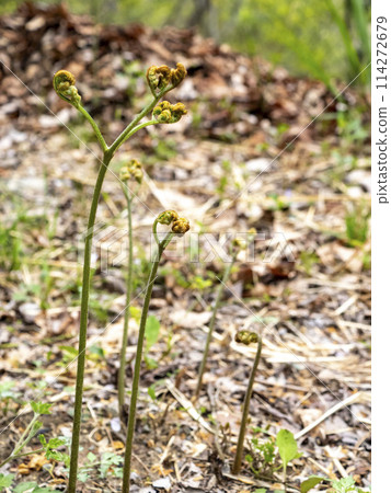 Bracken, a wild plant that grows in the mountains 114272679