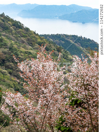 野櫻花之外可見山脈和瀨戶內海 114272682