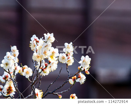 Beautiful white plum blossoms starting to bloom in the new year against a wooden wall 114272914