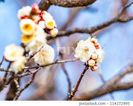 Beautiful white plum blossoms starting to bloom in the new year against the blue sky 114272995