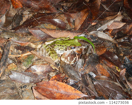 Amami Hanasaka 114273036