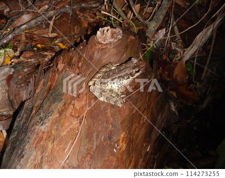 奄美花坂 奄美花坂 114273255