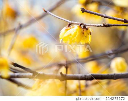 Wintersweet in full bloom in the New Year with a blue sky as a background 114273272