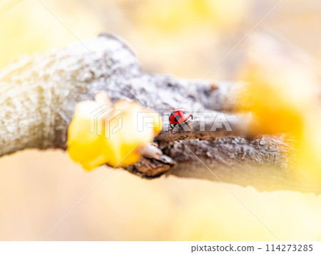 盛開的冬百合在藍天的背景下在新的春天綻放 114273285