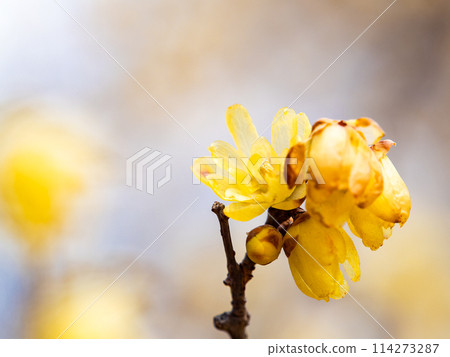Wintersweet in full bloom in the New Year with a blue sky as a background 114273287