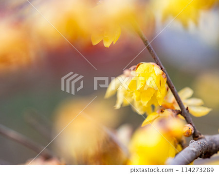 Wintersweet in full bloom in the New Year with a blue sky as a background 114273289