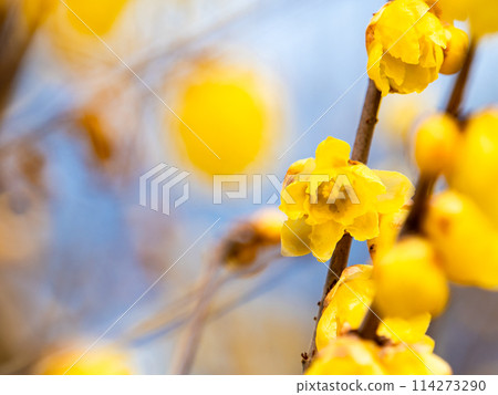 盛開的冬百合在藍天的背景下在新的春天綻放 114273290