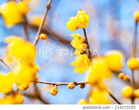 盛開的冬百合在藍天的背景下在新的春天綻放 114273295