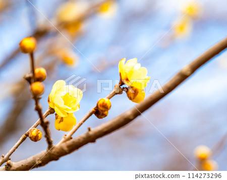 盛開的冬百合在藍天的背景下在新的春天綻放 114273296