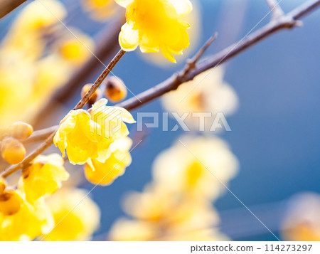 盛開的冬百合在藍天的背景下在新的春天綻放 114273297