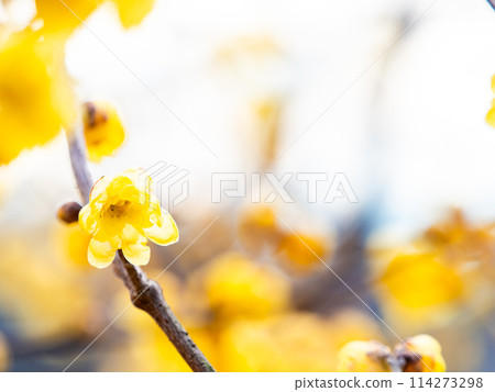 Wintersweet in full bloom in the New Year with a blue sky as a background 114273298