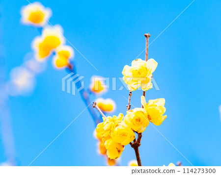 盛開的冬百合在藍天的背景下在新的春天綻放 114273300