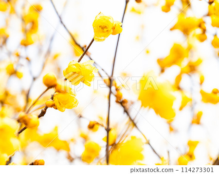 盛開的冬百合在藍天的背景下在新的春天綻放 盛開的冬百合在藍天的背景下在新的春天綻放 114273301