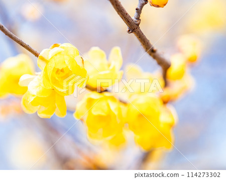 Wintersweet in full bloom in the New Year with a blue sky as a background Wintersweet in full bloom in the New Year with a blue sky as a background 114273302