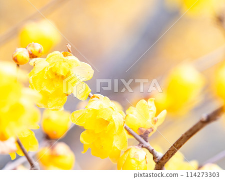 Wintersweet in full bloom in the New Year with a blue sky as a background 114273303