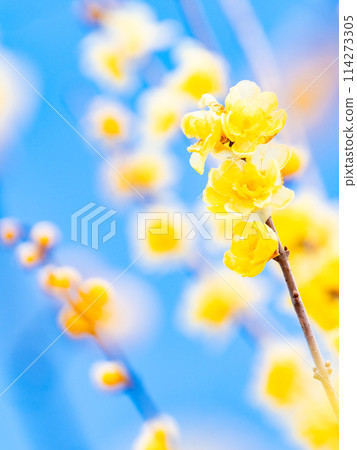 Wintersweet in full bloom in the New Year with a blue sky as a background Wintersweet in full bloom in the New Year with a blue sky as a background 114273305