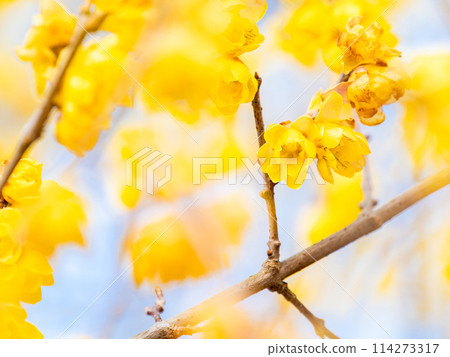 Wintersweet in full bloom in the New Year with a blue sky as a background Wintersweet in full bloom in the New Year with a blue sky as a background 114273317