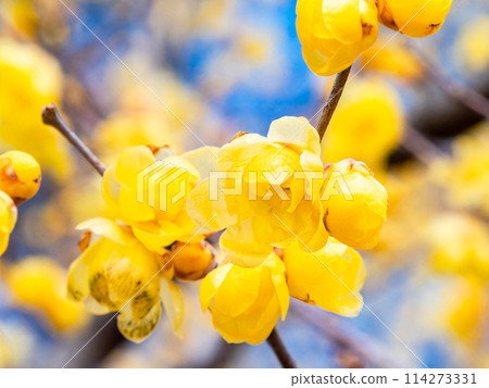 Wintersweet in full bloom in the New Year with a blue sky as a background Wintersweet in full bloom in the New Year with a blue sky as a background 114273331