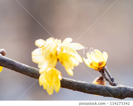Wintersweet in full bloom in the New Year with a blue sky as a background 114273342