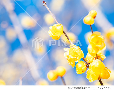 Wintersweet in full bloom in the New Year with a blue sky as a background Wintersweet in full bloom in the New Year with a blue sky as a background 114273350