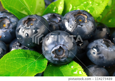 Fresh blueberries with a slight dew, surrounded by bright green leaves. 114273489