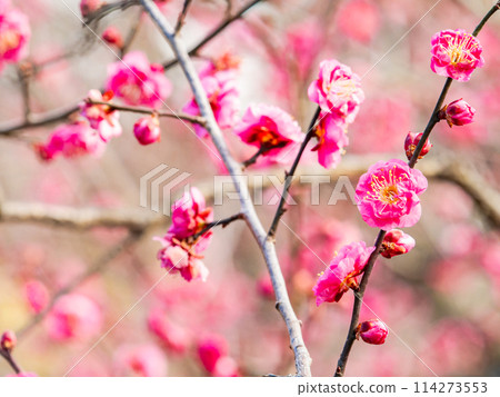 美麗的紅梅在新春綻放 114273553