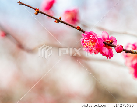 美麗的紅梅在新春綻放 114273556