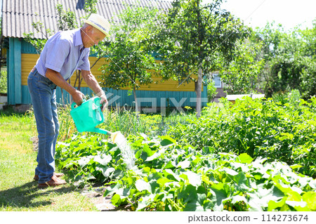 Senior farmer is watering vegetables in the garden Senior farmer is watering vegetables in the garden 114273674