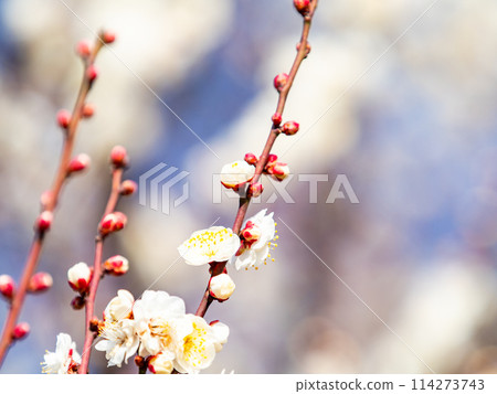Beautiful white plum blossoms starting to bloom in the new spring Beautiful white plum blossoms starting to bloom in the new spring 114273743