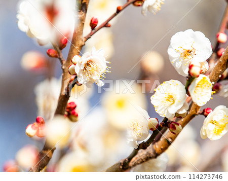 美麗的白梅花在新春綻放 114273746