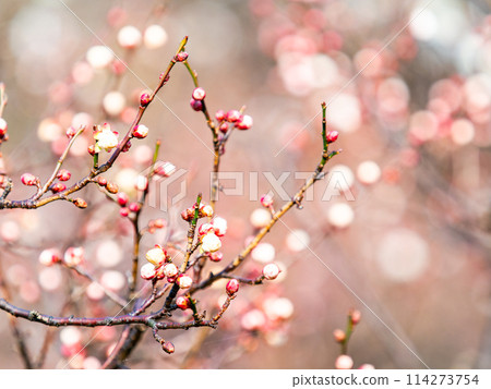 Beautiful white plum blossoms starting to bloom in the new spring Beautiful white plum blossoms starting to bloom in the new spring 114273754