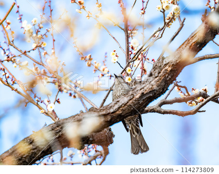 一隻鵯鳥來參觀新春開始綻放的美麗白梅花。 114273809
