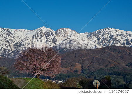 A single cherry tree in the plains of Hakuba (April 26, 2024) 114274067
