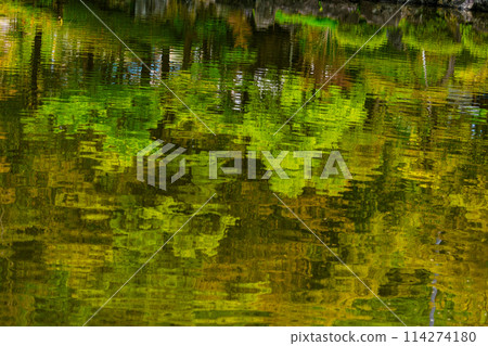 The surface of a pond with trees reflected 114274180