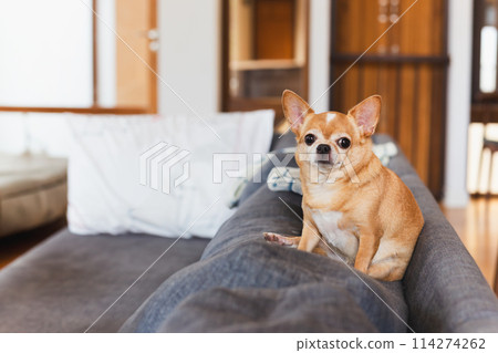 Beautiful small dog chihuahua sitting on the sofa at home. Beautiful small dog chihuahua sitting on the sofa at home. 114274262