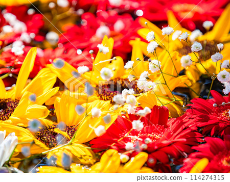 Colorful and fun flower water basin to brighten up the New Year Colorful and fun flower water basin to brighten up the New Year 114274315