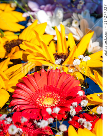 Colorful and fun flower water basin to brighten up the New Year 114274327