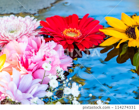Colorful and fun flower water basin to brighten up the New Year Colorful and fun flower water basin to brighten up the New Year 114274331