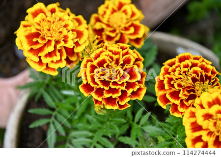 黃色萬壽菊 114274444