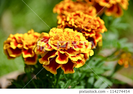 黃色萬壽菊 黃色萬壽菊 114274454