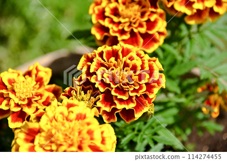 黃色萬壽菊 114274455