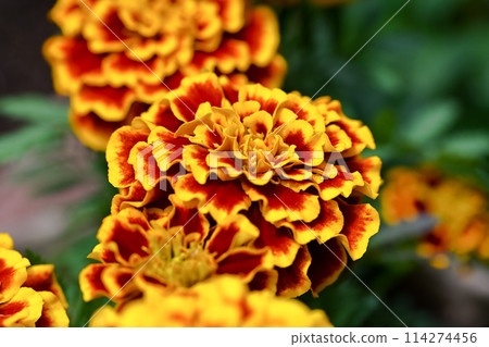黃色萬壽菊 114274456